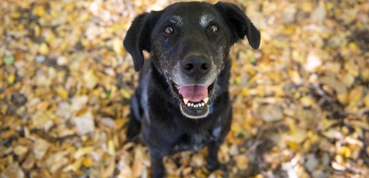 Senior black dog with graying muzzle sitting among fallen yellow leaves