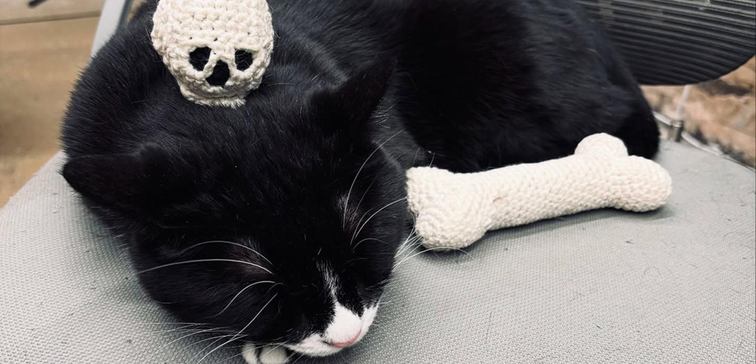 Bone Jovi the cat sleeping with a crocheted skull and bone