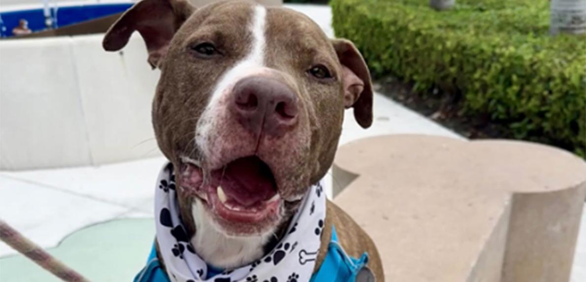 Drako todavía busca un hogar lleno de amor donde pueda compartir su infinita curiosidad y su naturaleza afectuosa