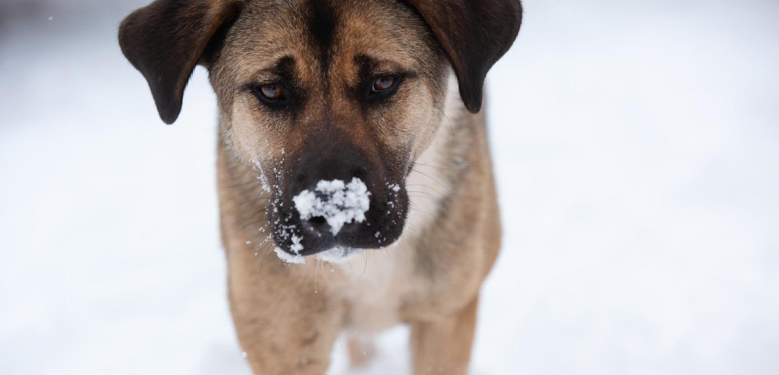 Dog with snow on her nose