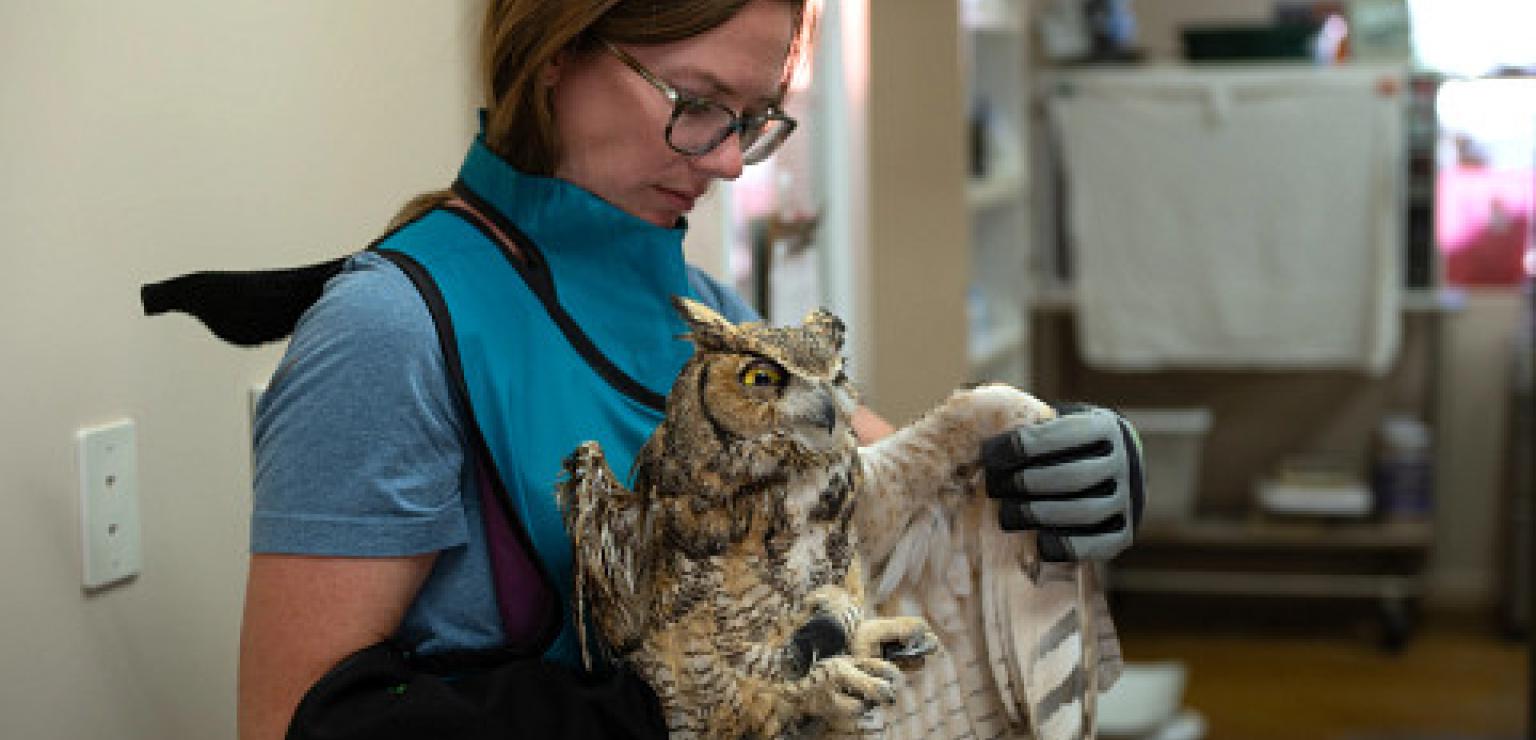 Sierra Medlin, manager of small animals at Best Friends Animal Sanctuary, takes a look at the great-horned owl’s progress following a concrete-removal procedure.