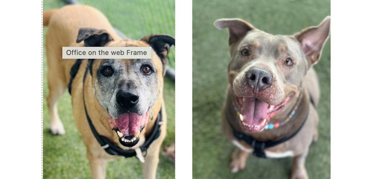 De izquierda a derecha: Starr y Scooby disfrutando de un rato en el patio de juegos en Miami-Dade Animal Services