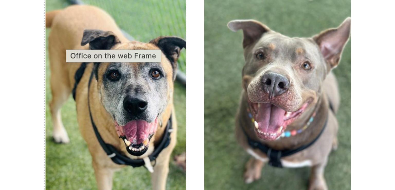 De izquierda a derecha: Starr y Scooby disfrutando de un rato en el patio de juegos en Miami-Dade Animal Services