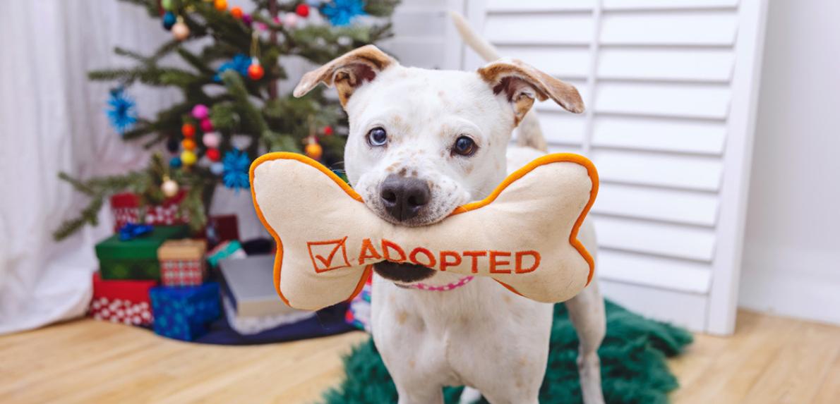 Dog holding a bone-shaped toy with the word "adopted" in front of a Christmas tree