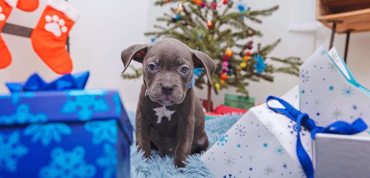 Puppy by a Christmas tree, presents, and a stocking