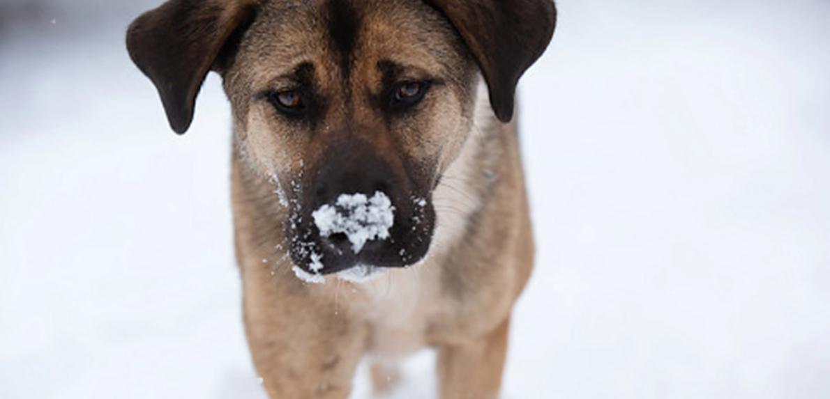 Brown and black dog outside in the snow with snow on her nose