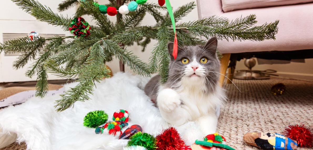 Cat playing with a ribbon on a Christmas tree