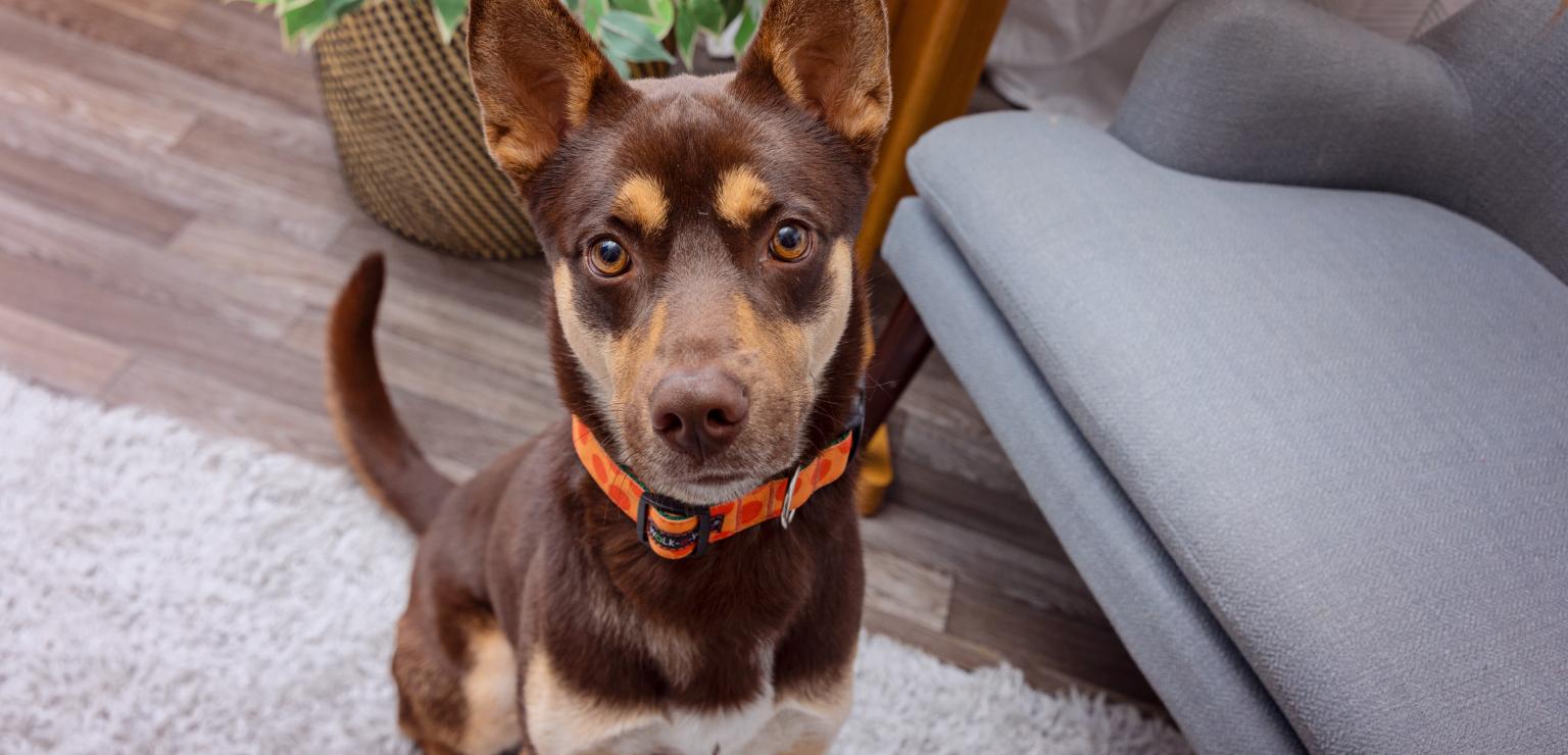 Brown dog with tall pointy ears looking at the camera