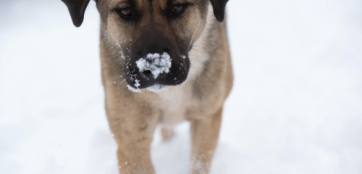 Brown dog with dark brown ears in the snow