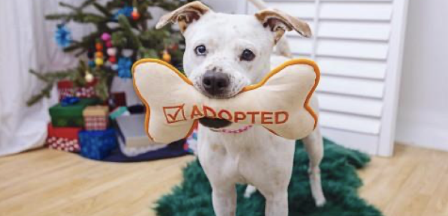 White dog standing in front of a christmas tree with a big plush bone in his mouth that says "Adopted"