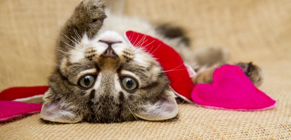 Valentine's Foster Sleepover