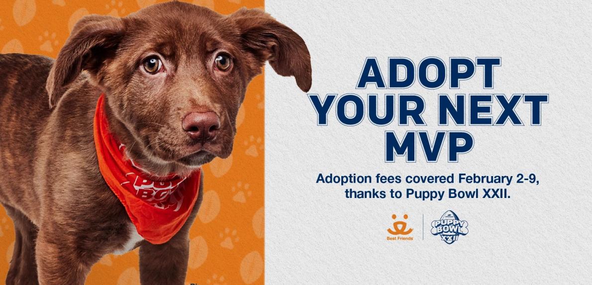 Adoption fees covered February 2-9 thanks to Puppy Bowl XXII