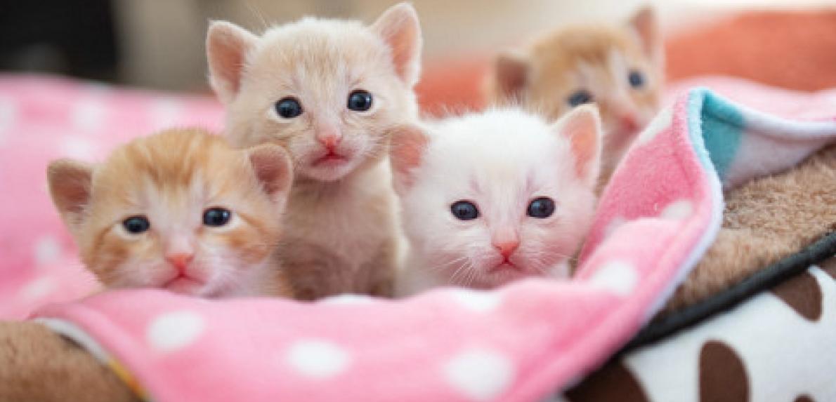 New Data Shows Nearly 75% Fewer Cats Killed in Shelters than a Decade Ago