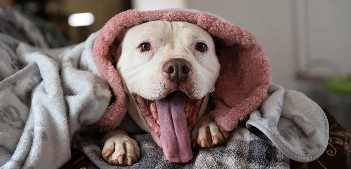 White dog snuggled under a blanket