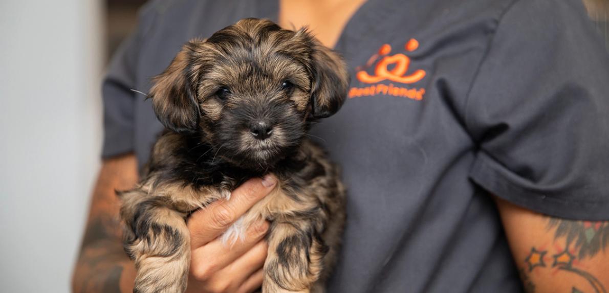 Person wearing a Best Friends T-shirt holding a fluffy brown puppy
