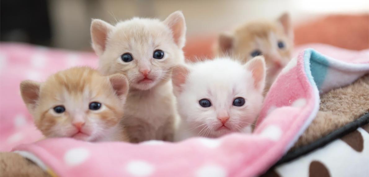 Litter of four kittens on a pink blanket with white polka dots