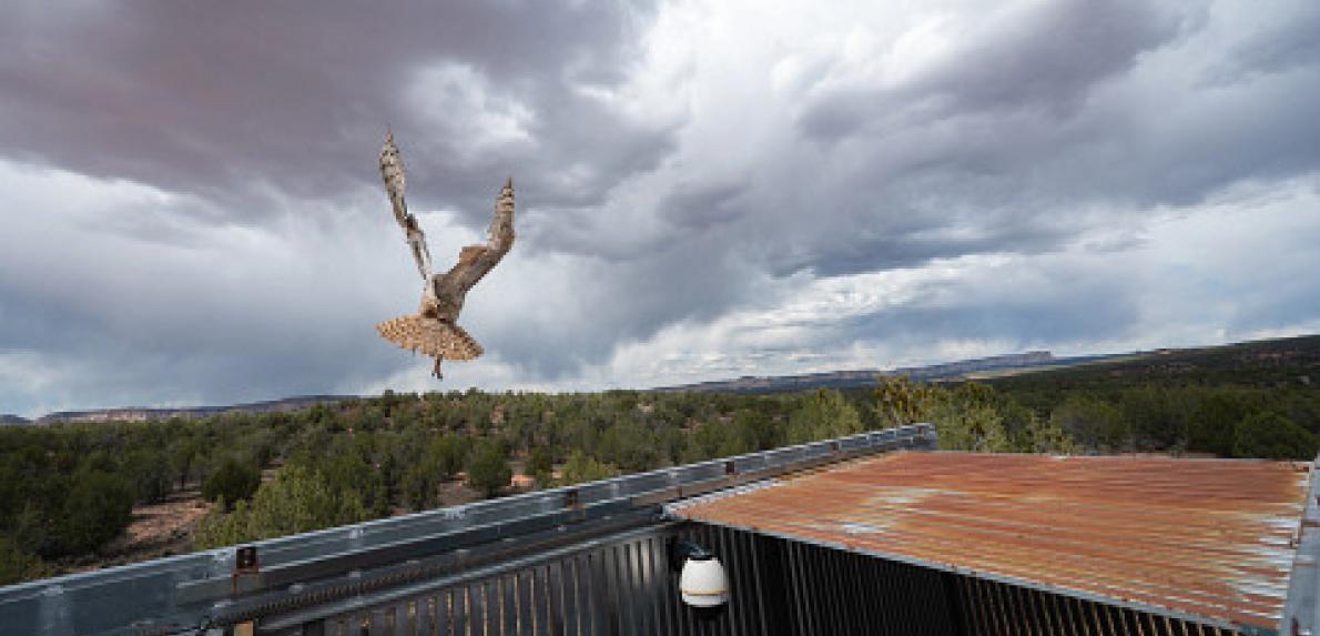 The young male owl flies to freedom after imping surgery at Best Friends Animal Sanctuary in Kanab, UT.