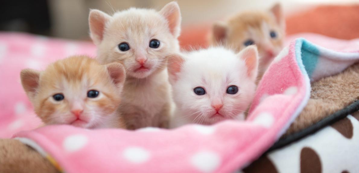 Kittens from Best Friends Animal Society
