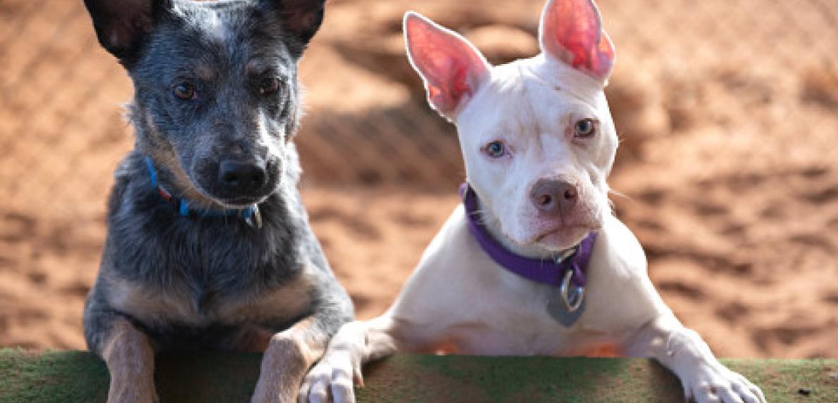 (photo credit: Best Friends Animal Society) 