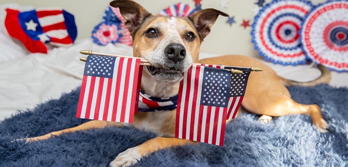 Dog holding two American flags in his mouth with 4th of July decorations behind him