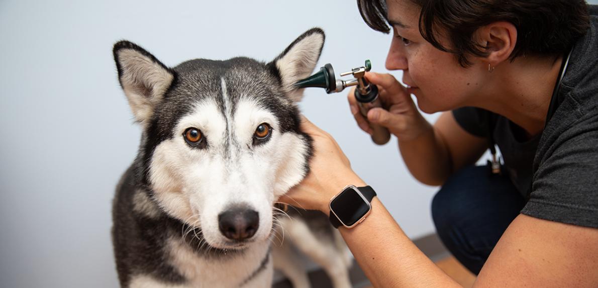 Medical professional looking in a dog's ear