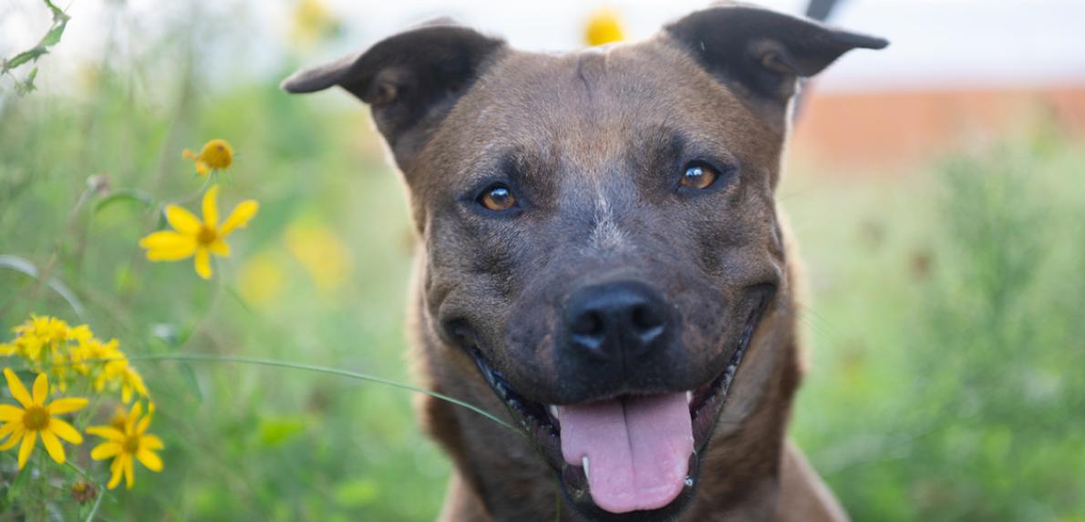 Brown smiling dog outside beside yellow flowers