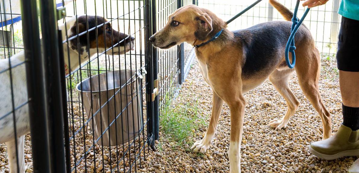 Person with a leashed dog standing in front of a kennel with another dog