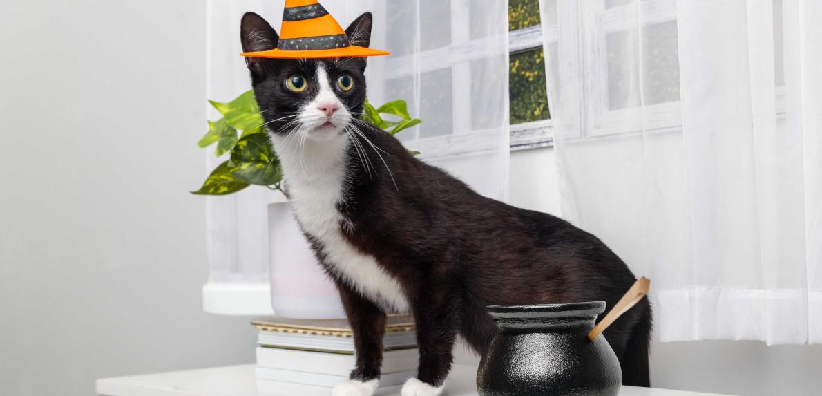 Cat wearing witch hat 