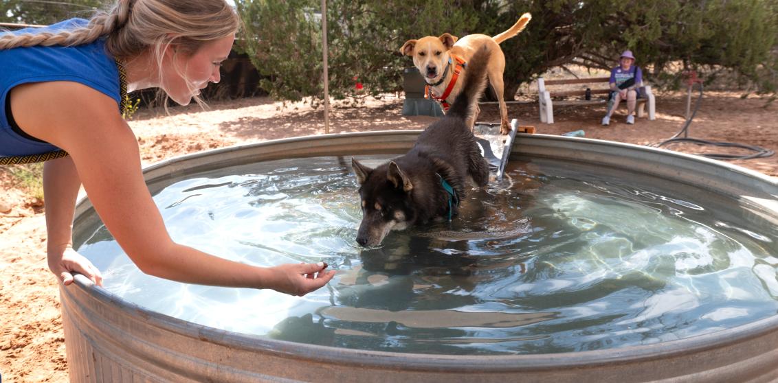 Caregiver Anna encouraging Woody the dog into a pool with a treat while another dog watches