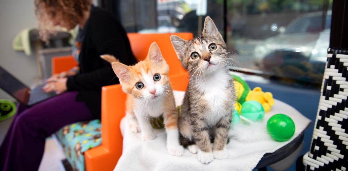Two curious adoptable kittens sitting with person in a Salt Lake City pet adoption center
