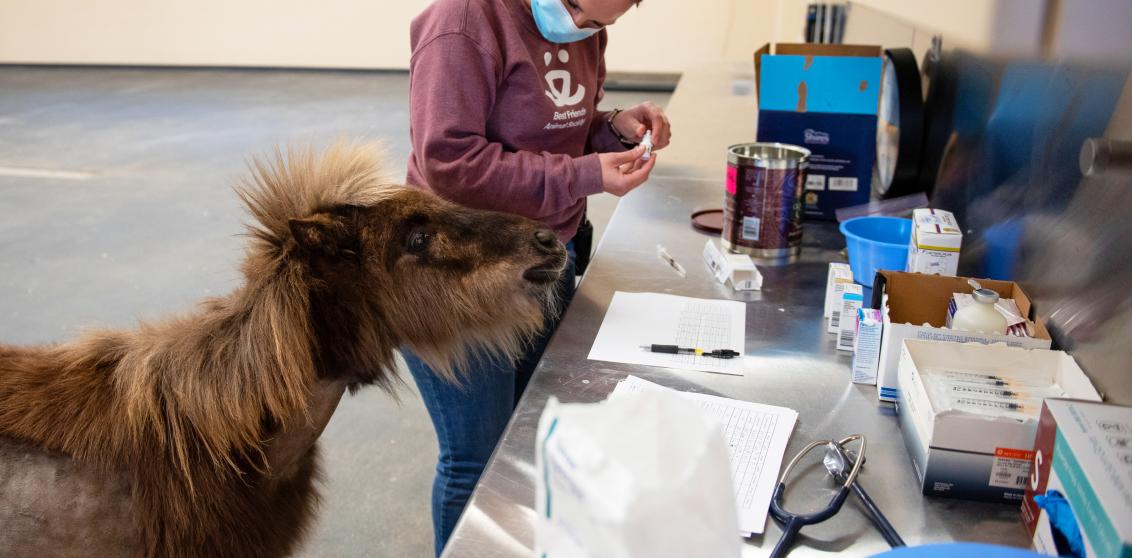 Caregiver preparing medication with a small horse looking on