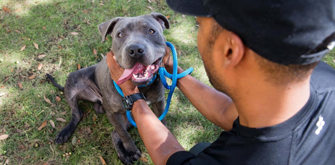 Happy pit-bull-type dog with person touching him