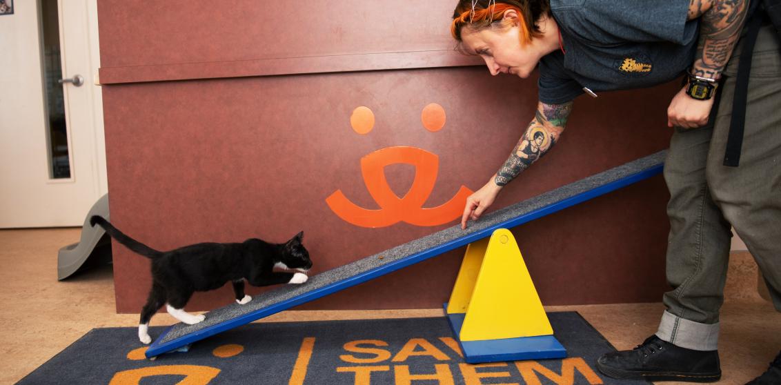 Cat learning a trick on a ramp with a caregiver