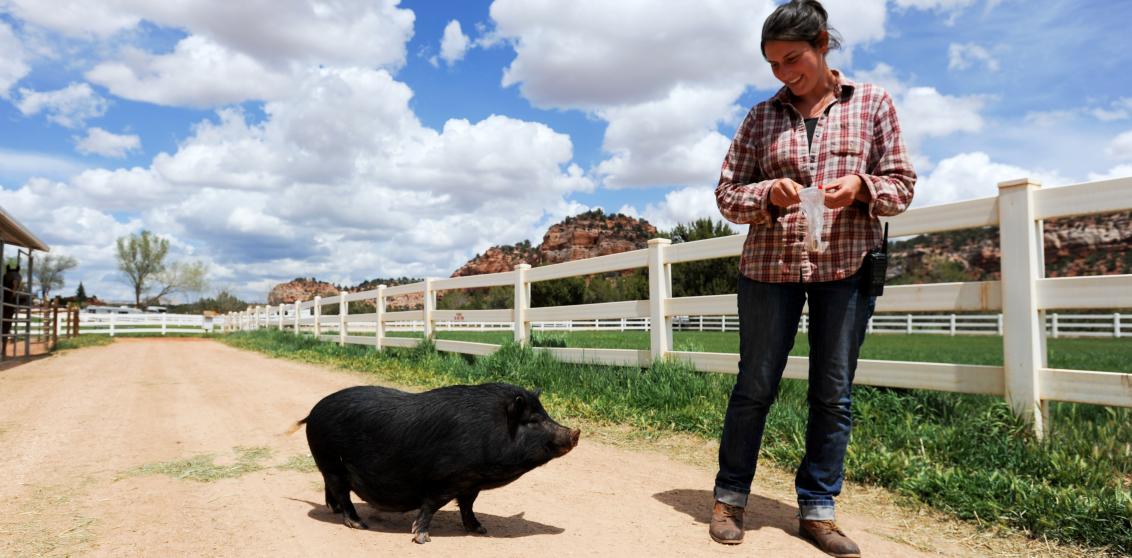 Person walking with a pig on a sandy road next to a green pasture