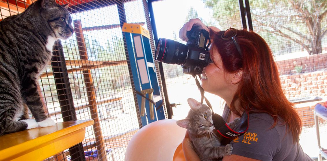 Person taking a photograph of a tabby cat while another cat bites her camera strap