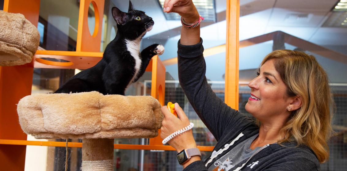 Person giving a treat to a cat in a cat tower