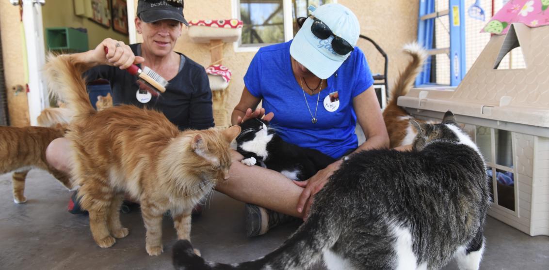Two volunteers sitting on the floor enjoying time with the cats of Cat World