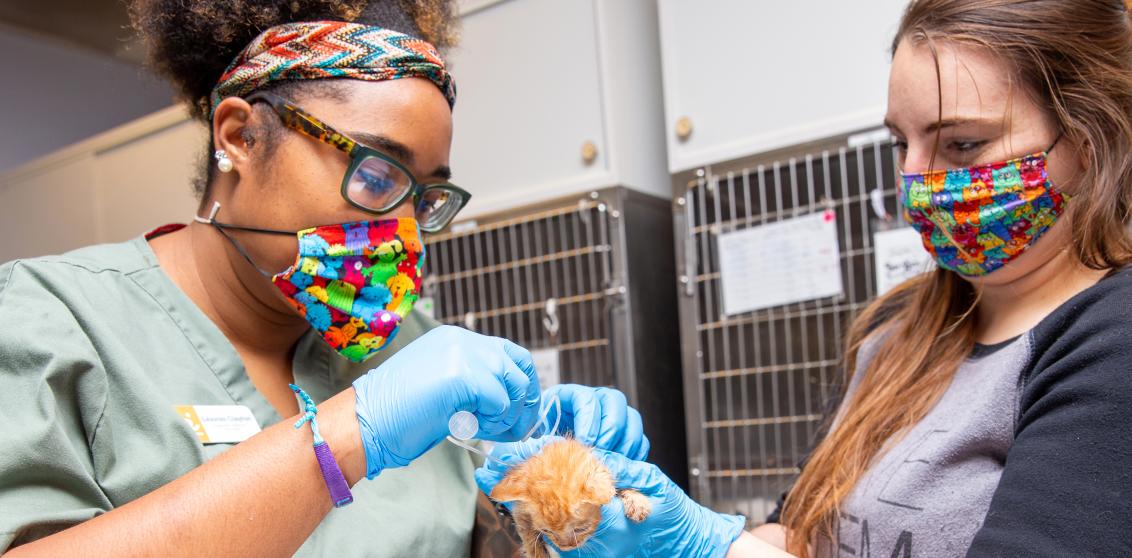 Two people working together to care for a neonatal kitten in a Los Angeles kitten nursery