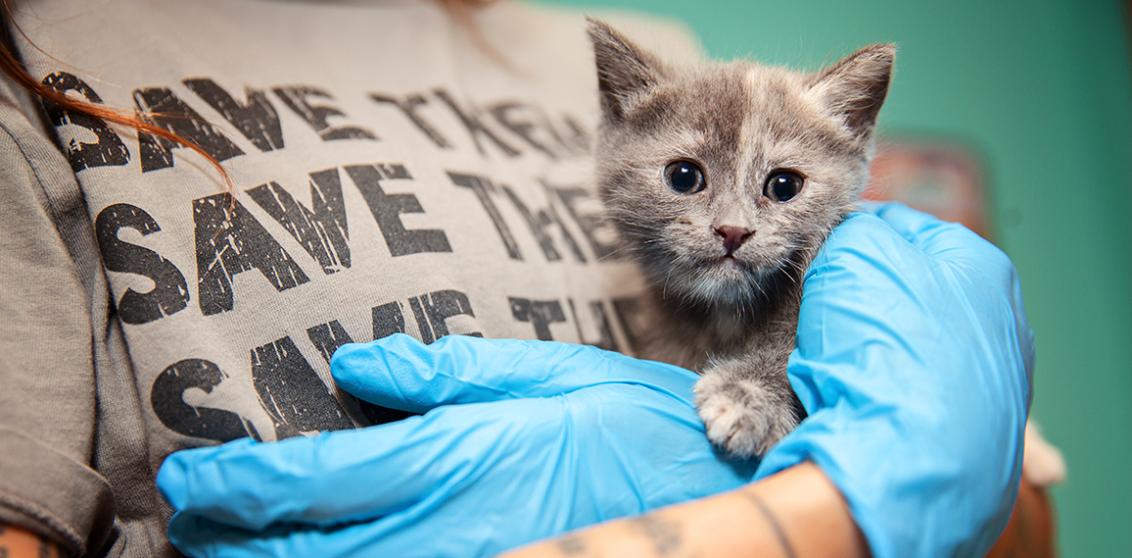 Person wearing a Best Friends 'Save Them All' T-shirt and rubber gloves holding a dilute tortoiseshell kitten