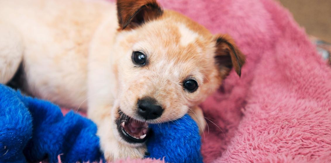 Puppy chewing on a blue toy in a pink bed