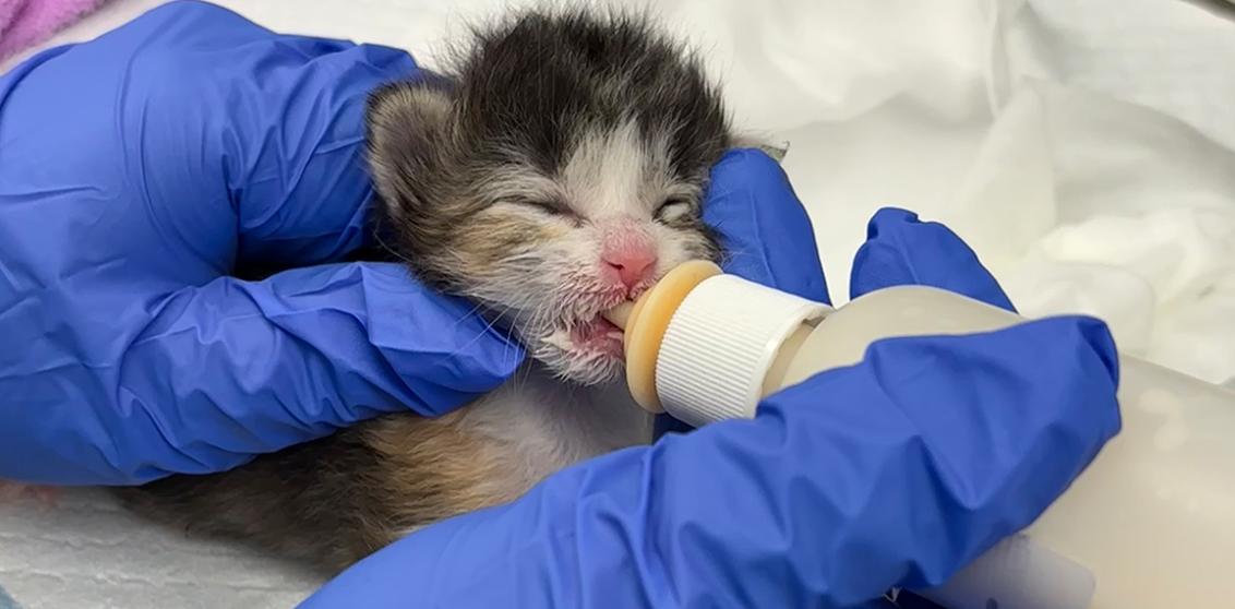 Kitten being bottle-fed