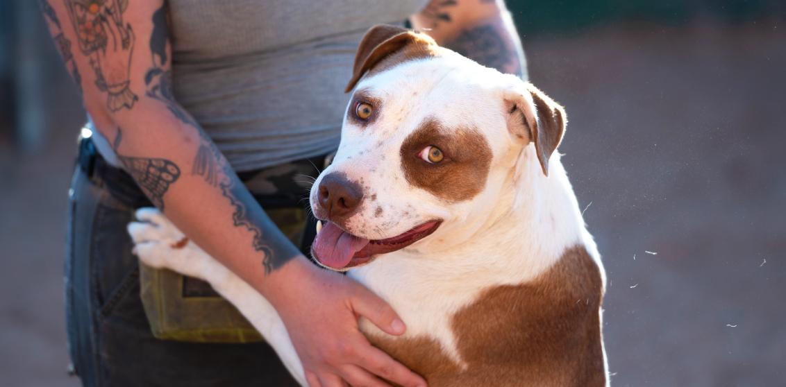 Person petting a big dog 