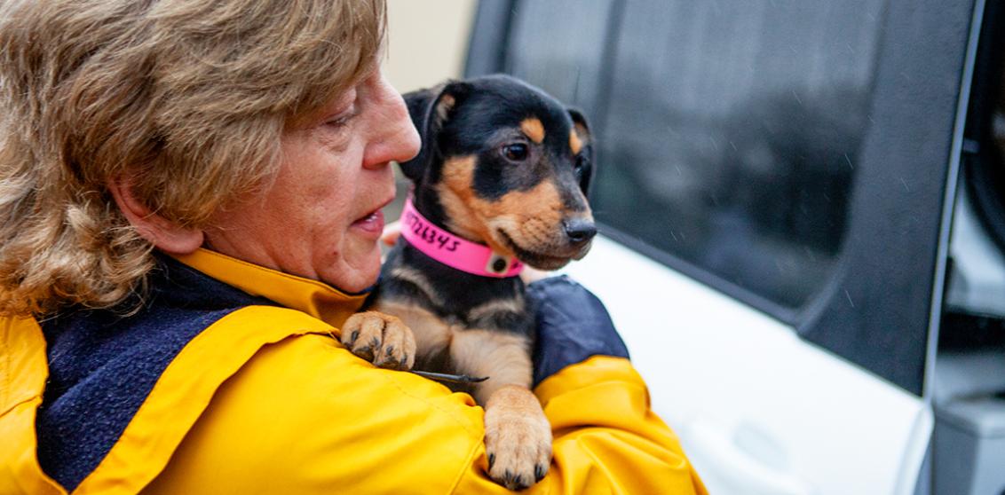 Person wearing a yellow raincoat carrying a black and tan puppy wearing a paper collar to a transport van