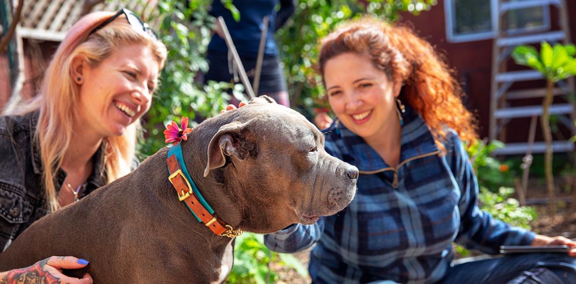 A gray pit bull terrier between two smiling people