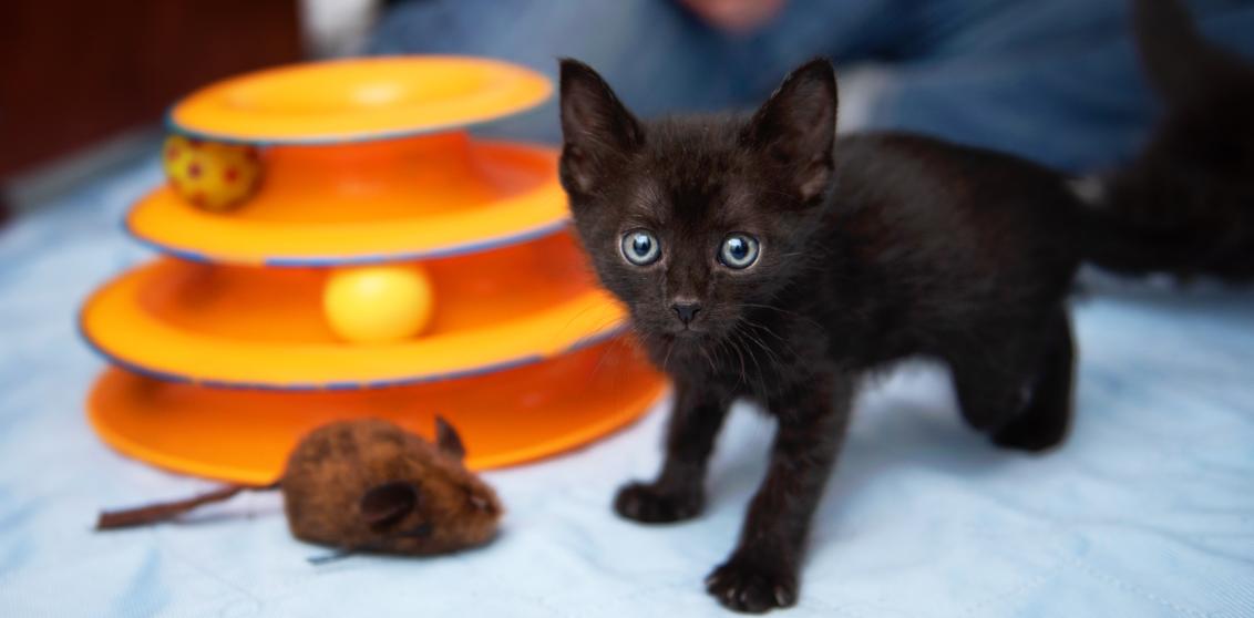 Tiny kitten playing with a toy while a person watches on