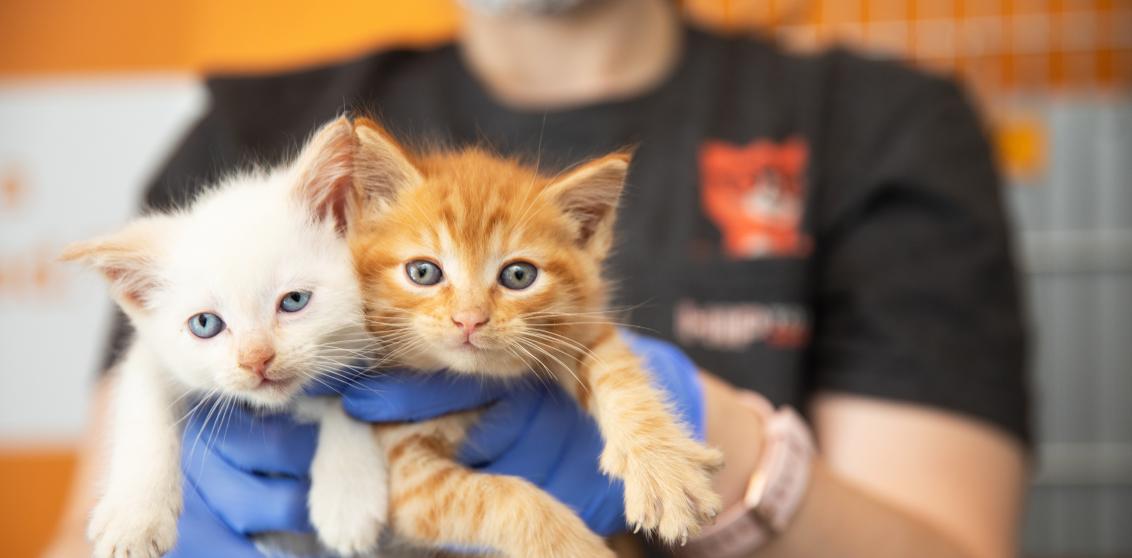 Two tiny kittens being held in a person's hands