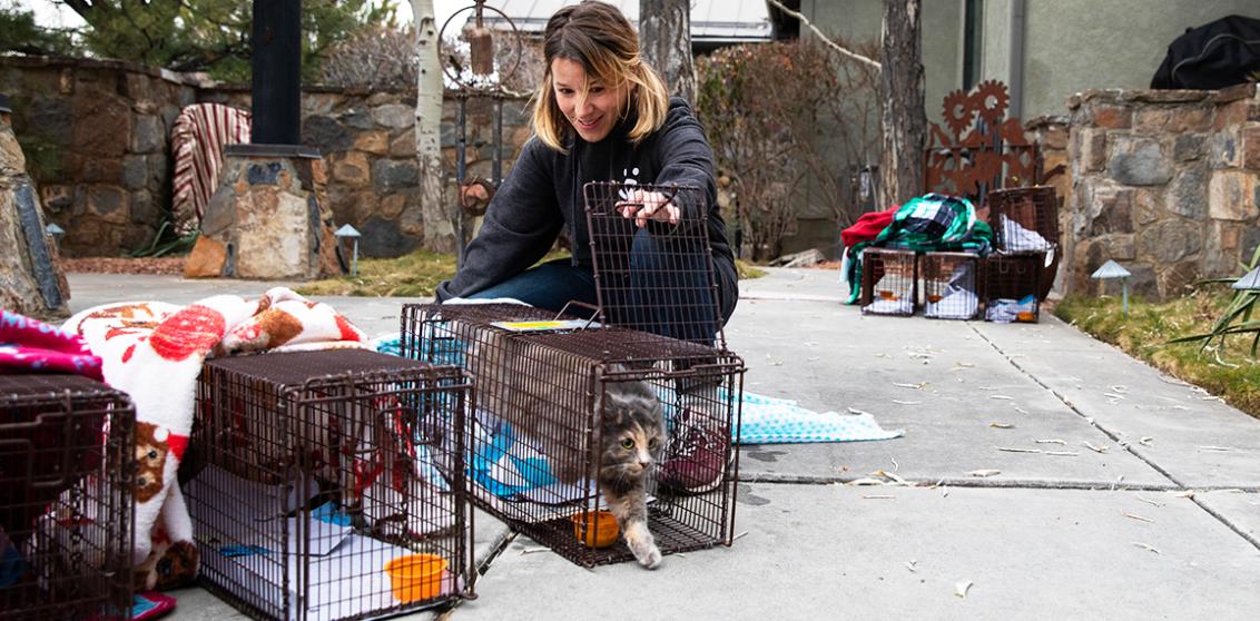 Person releasing a community cat from a humane trap, with additional traps around them