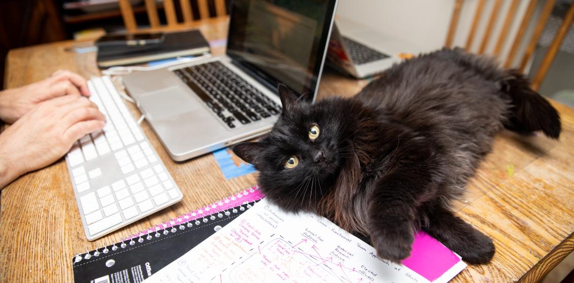 Person working on a laptop with a cat on the table next to them