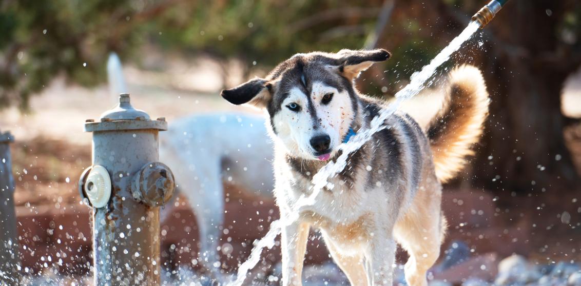 Dog playing in water from hose