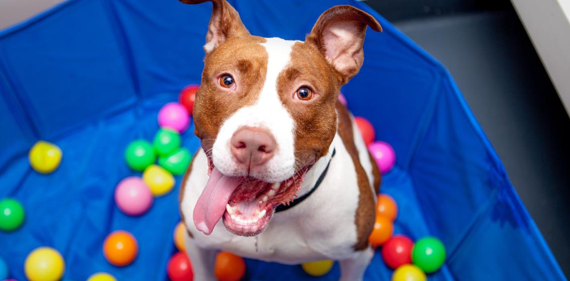 Smiling dog surrounded by dog toys